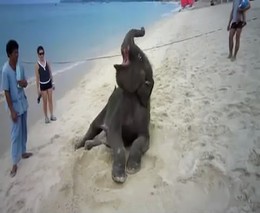 Слоненок на пляже (8.515 MB)