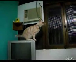 Кот не может далеко прыгать (433.064 KB)