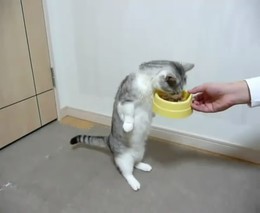 Кот умеет есть стоя (947.757 KB)