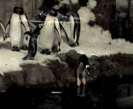 Пингвин-фокусник