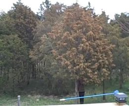 Пыльца с дерева (2.147 MB)