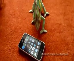Хамелеон и Iphone (4.600 MB)