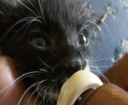 Котенка кормят молоком из бутылочки (4.348 MB)