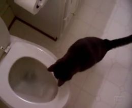 Кот увлечен сливом воды в туалете (548.834 KB)