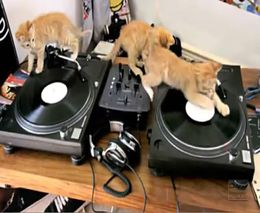 Котята DJ (3.402 MB)