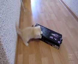 Забавный котенок и коробка (4.582 MB)