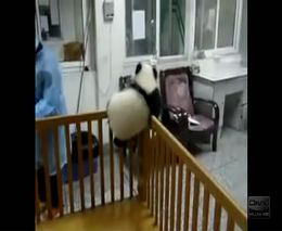 Панда хочет сбежать из неволи (4.758 MB)