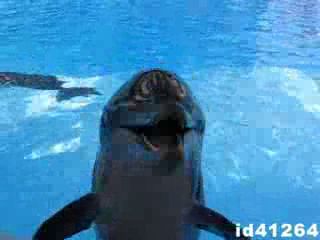 Забавный дельфин (1013.563 KB)