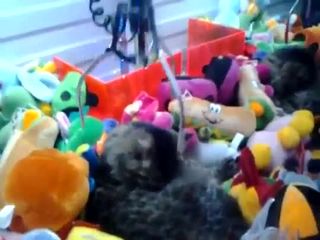Кот в автомате с игрушками (7.532 MB)