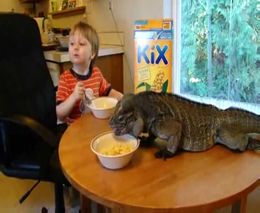 Ребенок завтракает вместе с игуаной (3.033 MB)