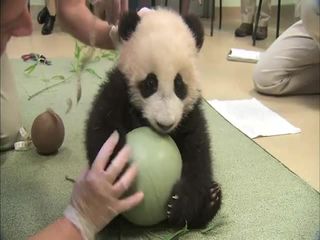 Малыш панды (6.066 MB)