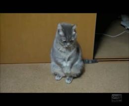 Кот показывает мастер-класс в танце (3.788 MB)