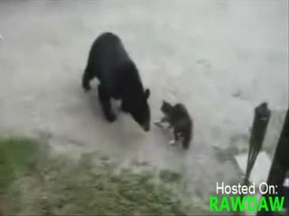 Кот нападает на медведя (2.595 MB)