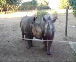 Забавные малыши носороги (6.068 MB)