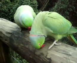Смешные говорящие попугаи (3.862 MB)