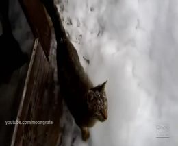 Кот очень любит снег (1.999 MB)
