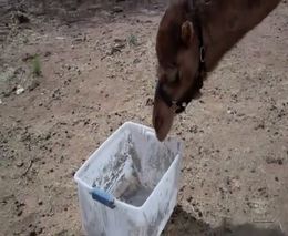 Верблюд испугался пластиковую коробку (4.944 MB)
