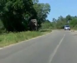 Слон атакует авто (654.327 KB)