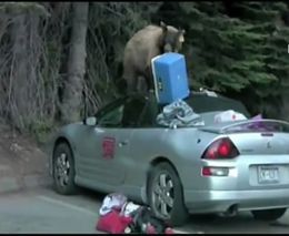 Медведь забрался в кабриолет (3.572 MB)
