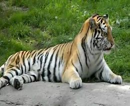 Тигр чихнул (800.495 KB)