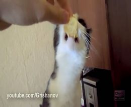 Кот любит чипсы (2.440 MB)