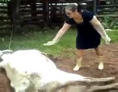 Глупая женщина решила разбудить корову (1.350 MB)