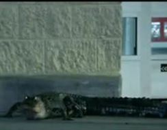 Аллигатор гуляет по улицам во Флориде (1.788 MB)