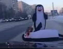 Пингвины переходят дорогу в Сургуте (4.723 MB)