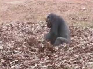 Сумасшедшая горилла (3.391 MB)