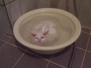 Кот принимает ванну (3.834 MB)
