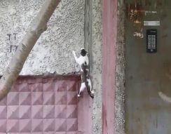 Кошак лезет по стене дома (4.903 MB)