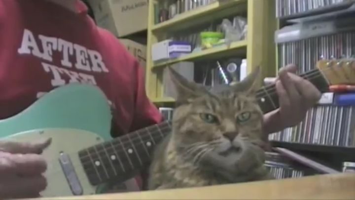 Кот слушает игру на гитаре (7.103 MB)