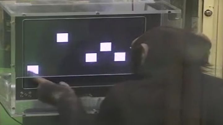Невероятная память шимпанзе (1.837 MB)