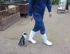 Пингвиненок принимает человека за маму (3.182 MB)