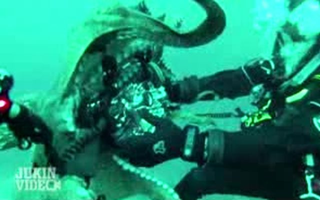 Осьминог атакует подводную камеру (4.872 MB)