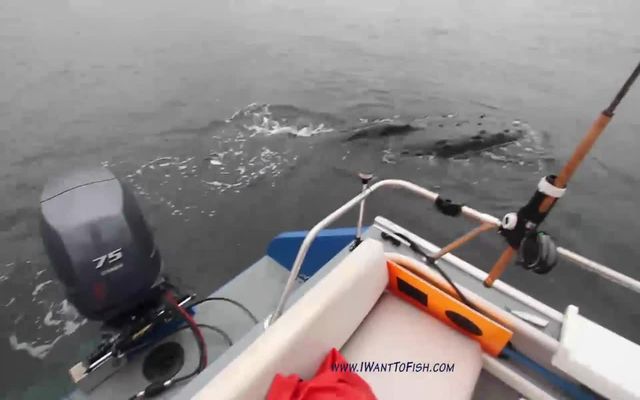 Рыбак встретил огромного кита (6.071 MB)