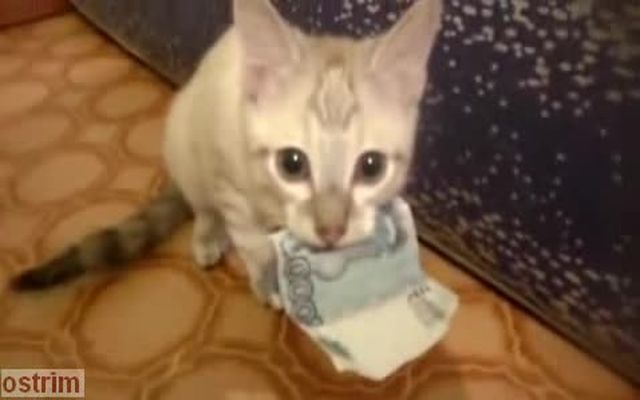 Котенок украл тысячу рублей (5.690 MB)