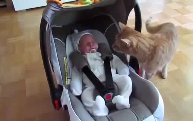 Кот увидел малыша первый раз в жизни (4.104 MB)