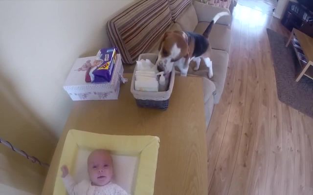 Собака помогает сменить подгузник у малыша (6.044 MB)