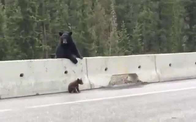 Медведица забирает детеныша с дороги (2.628 MB)