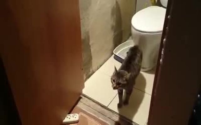 Кот охраняет туалет (6.453 MB)