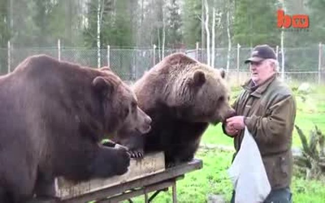Финский мужик вырастил двух медведей (9.636 MB)