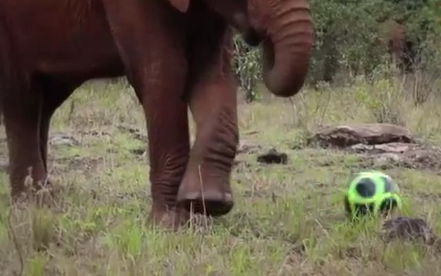 Слонята играют в футбол (4.618 MB)