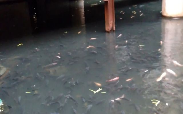 Рыбный пруд внутри торгового центра Бангкока (2.667 MB)