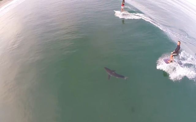 Серфинг рядом с акулой (2.745 MB)