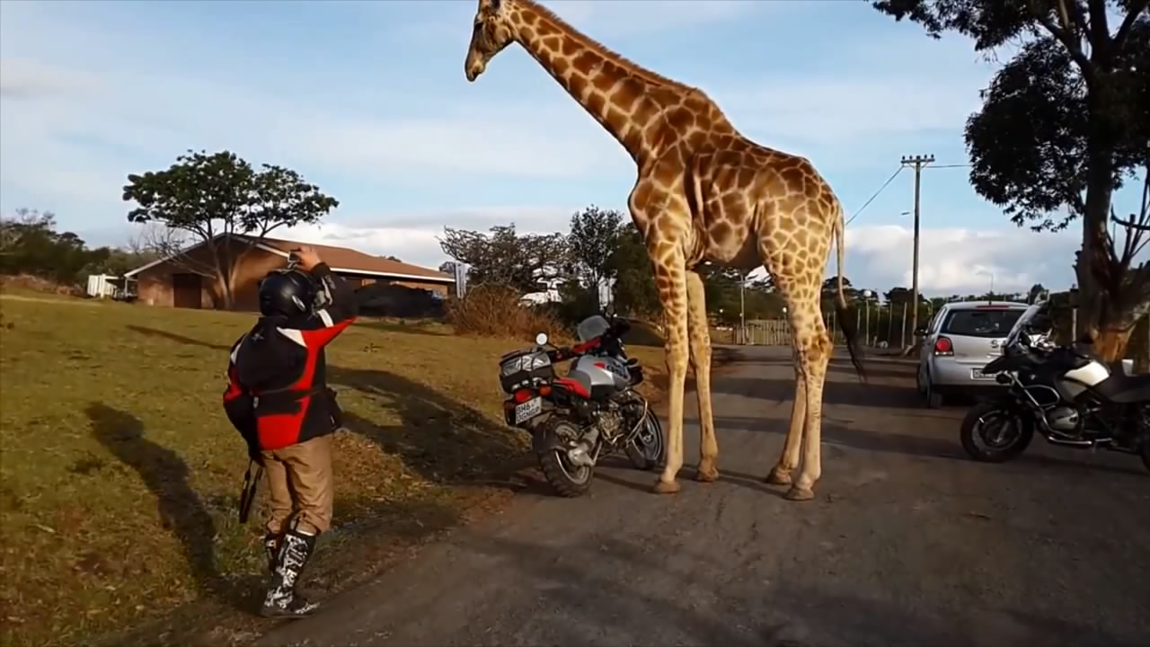 Жирафу понравились мотоциклы (10.518 MB)