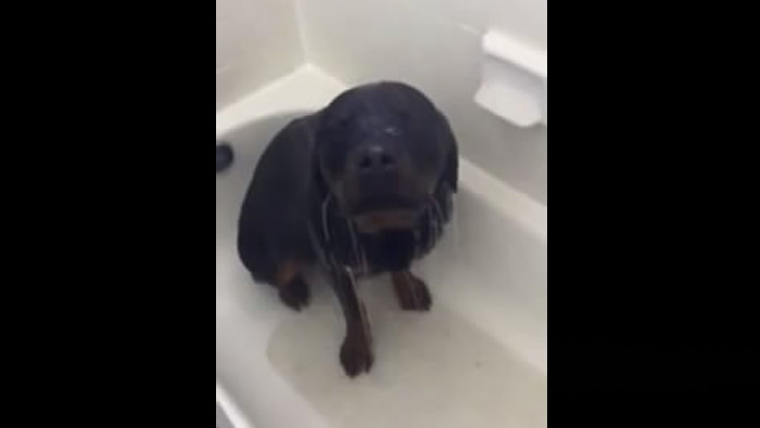 Эта собака обожает душ (2.317 MB)