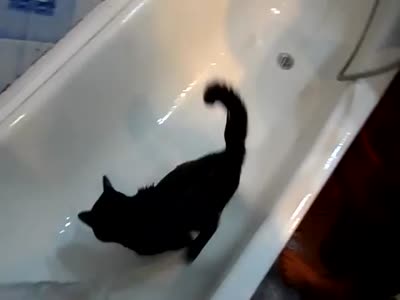 Неправильный котэ любит мыться (9.344 MB)
