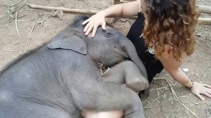 Милый слоненок засыпает на руках у девушки (13.779 MB)