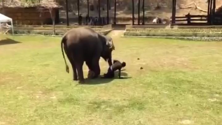 Как слон отреагировал на избиение своего смотрителя (11.930 MB)